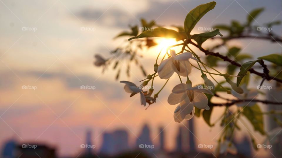 Small wild water plum flowers dancing in the sunset