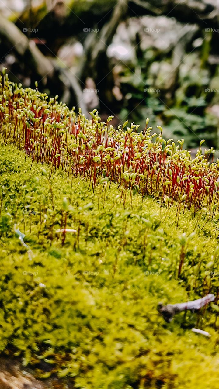 Macro moss blooming texture for text