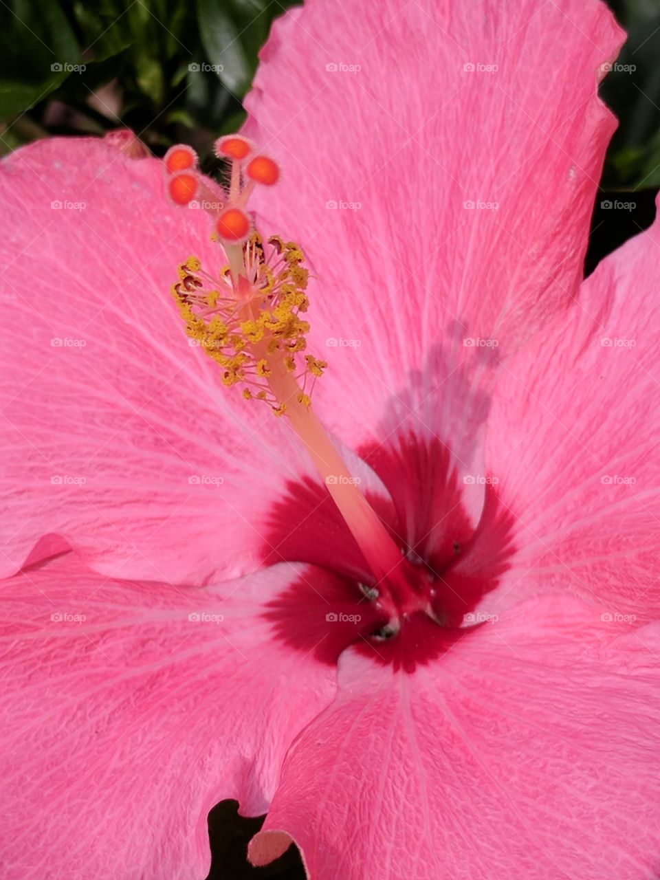 hibiscus close up