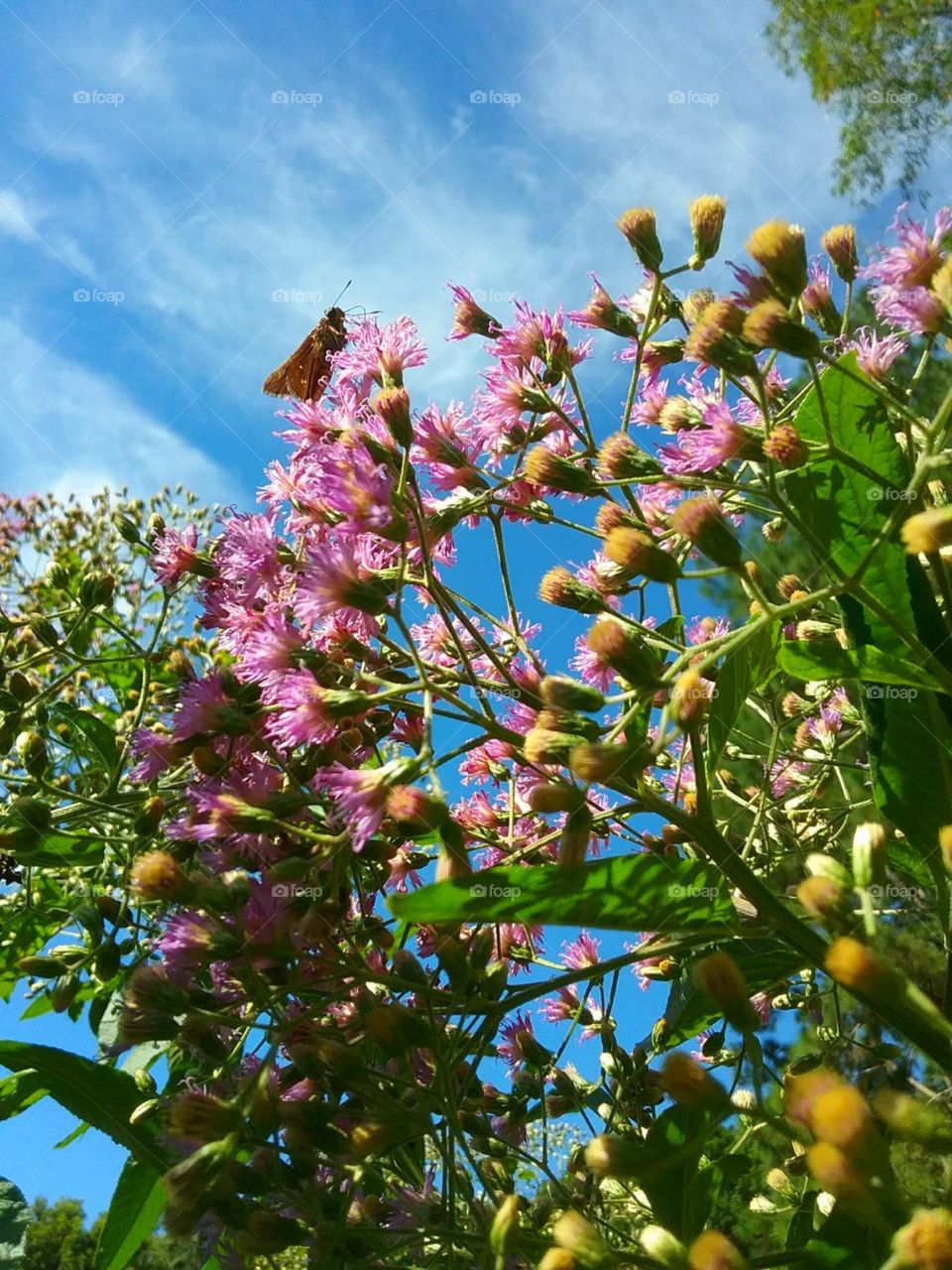 Pequenina mas não menos bela.