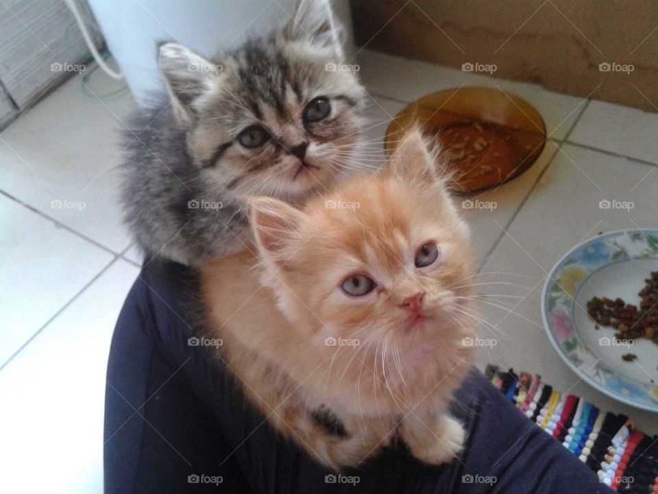Portrait of two tabby kittens