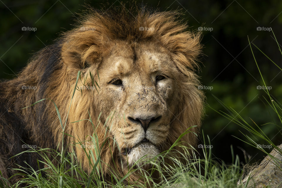 A portrait of a lion lying behind some grass, resting and keeping an eye out for some prey to catch.