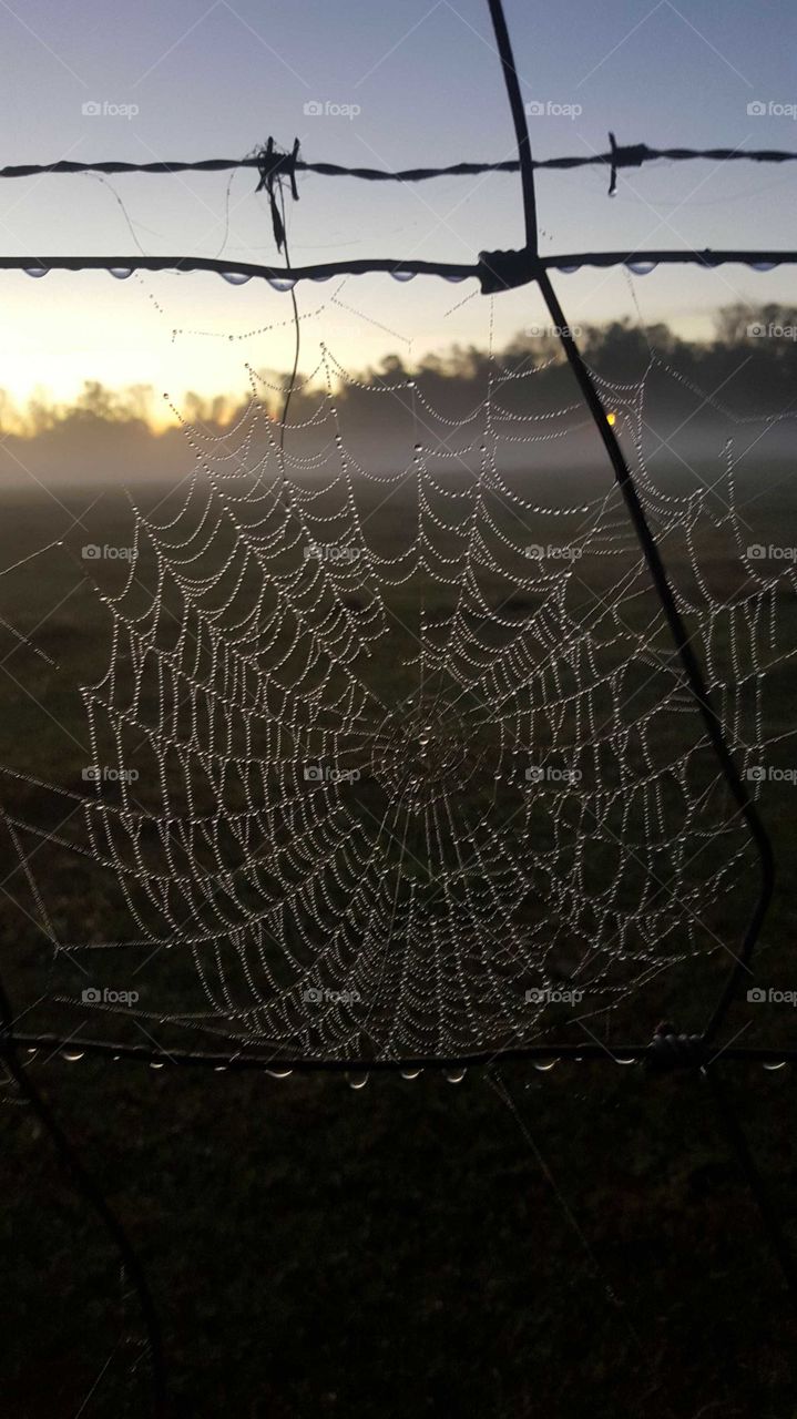Dew on an early morning web!