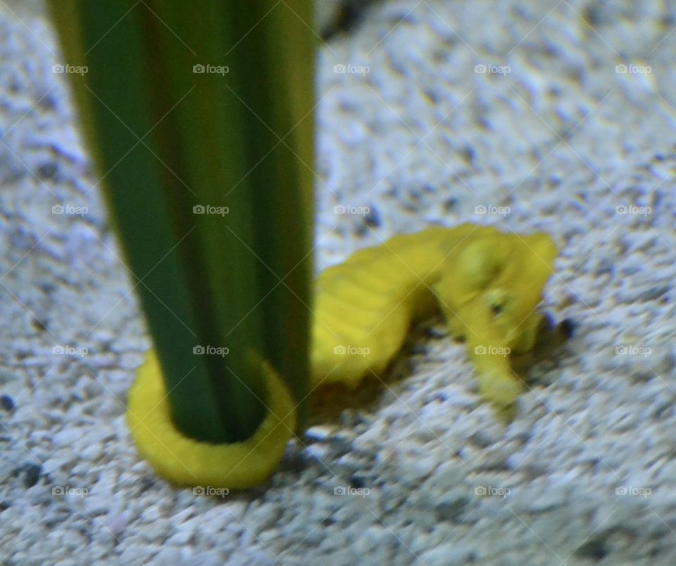 A bright yellow seahorse wrapped around sea grass and lying on white gravel