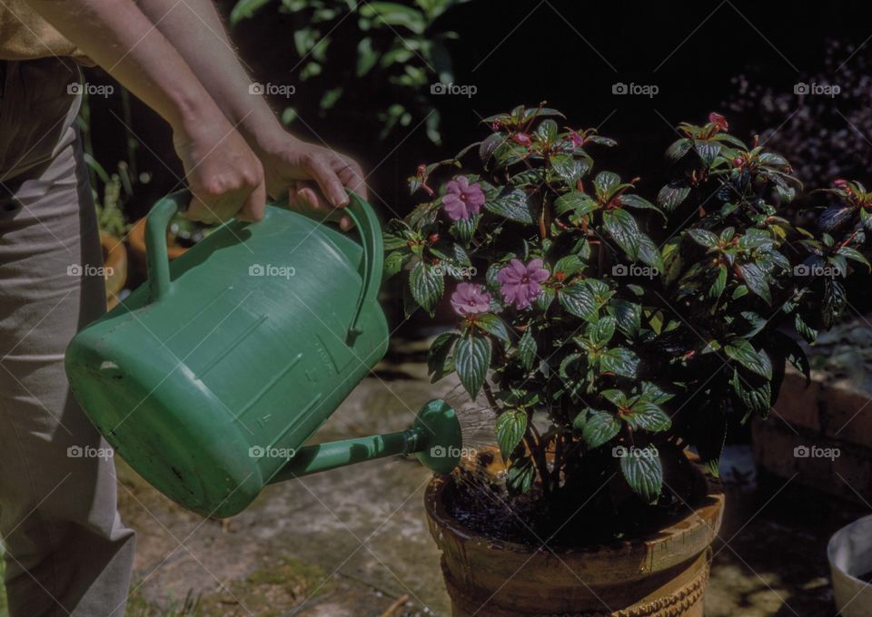 Garden . Watering plants 