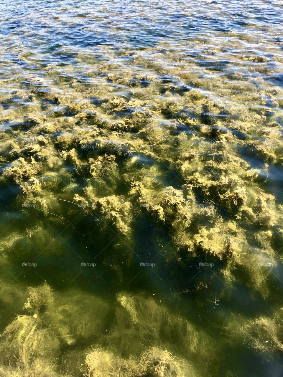 На этой фотографии камера сфокусирована на водорослях, плавающих в медленном течении реки. Их зеленые оттенки создают живописные узоры на поверхности воды, отражая богатство и разнообразие природы 