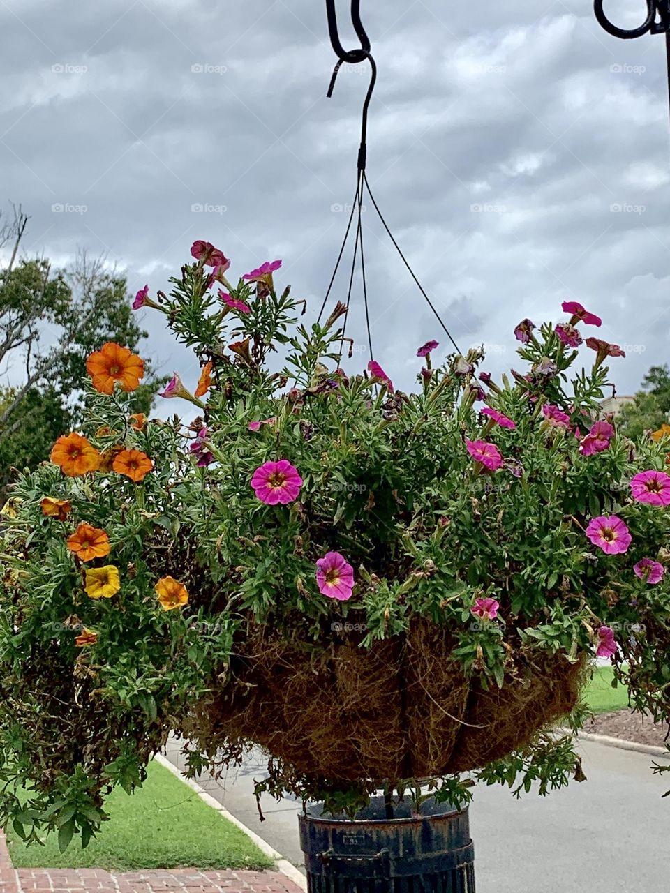 Hanging basket 