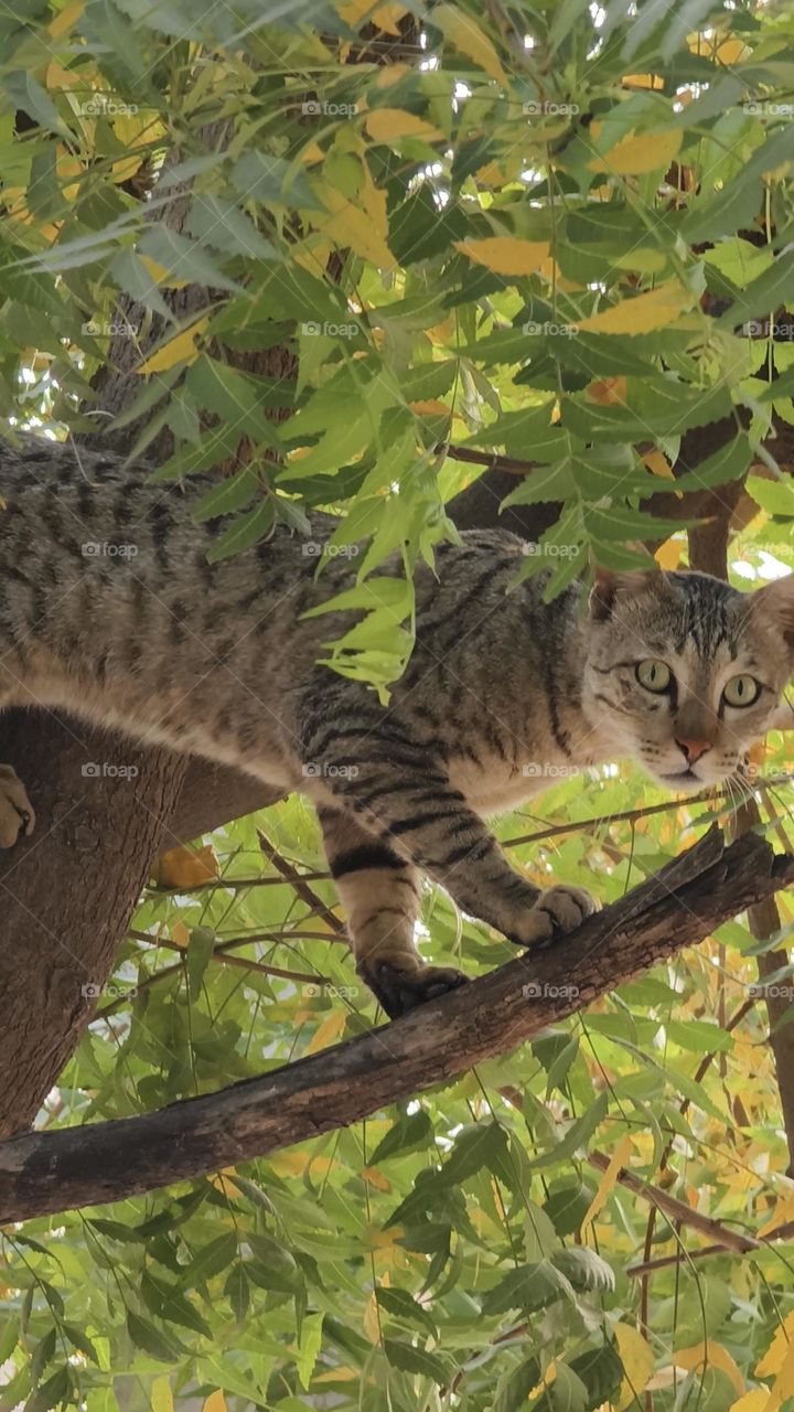 cat on tree