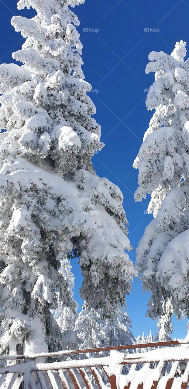 winter