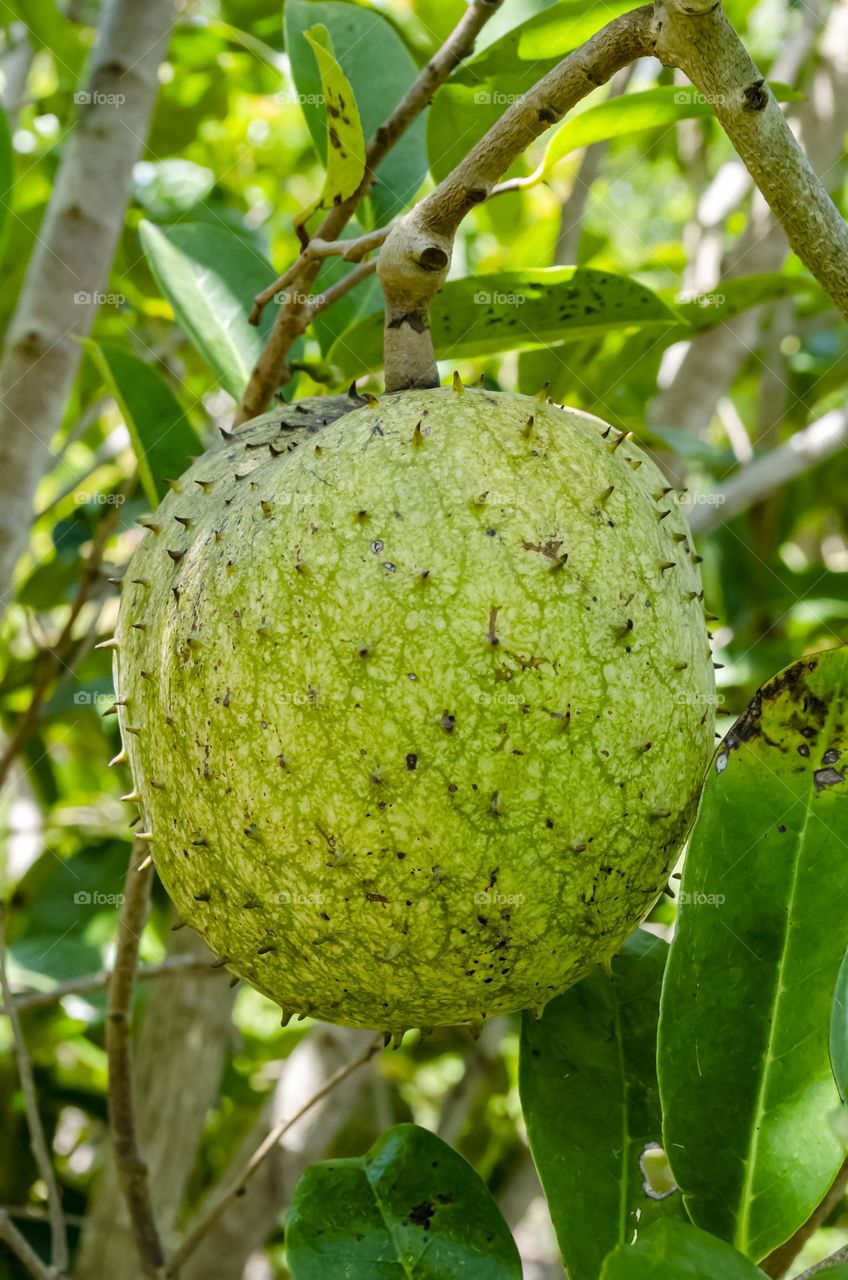 Mountain Sop On Tree