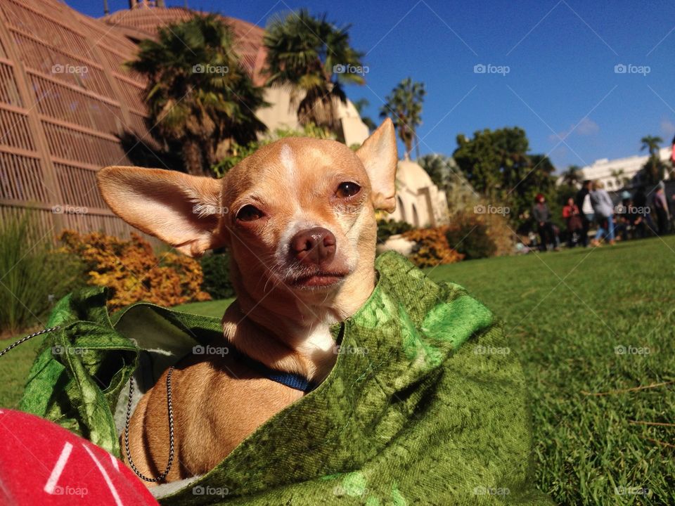 Balboa park and chihuahua 