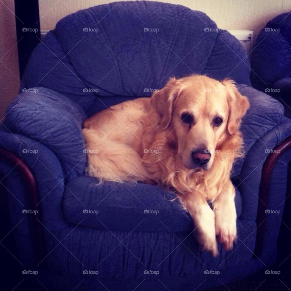 Nocas - Golden Retriever