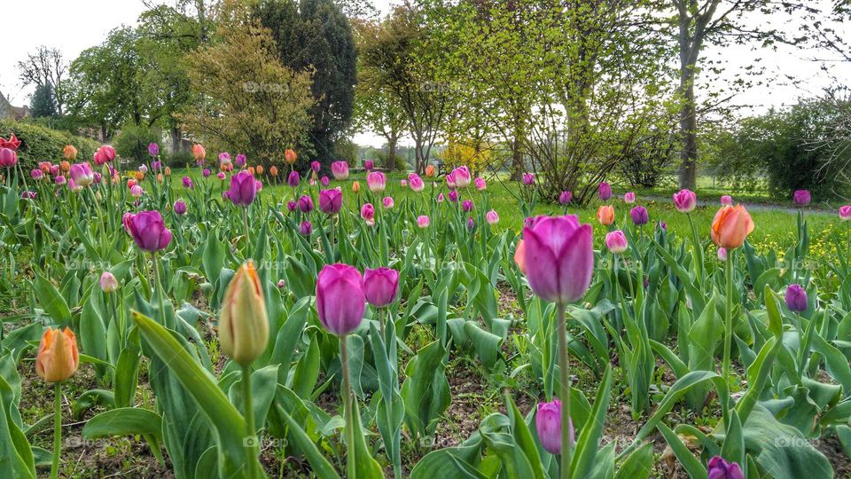 tulips and the spring.....Lovely...lila...violet