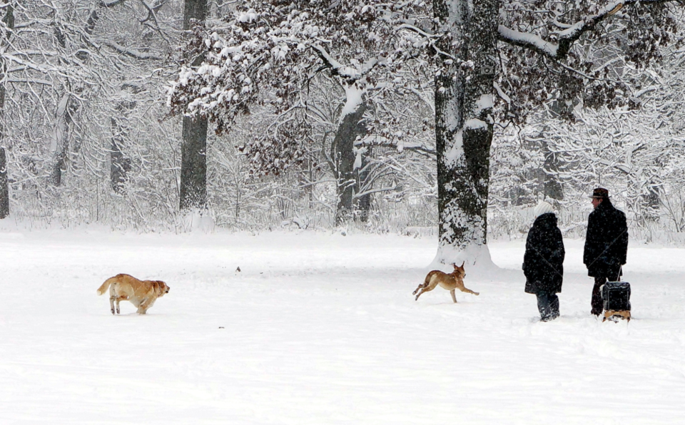 dog winter m h by lexlebeur