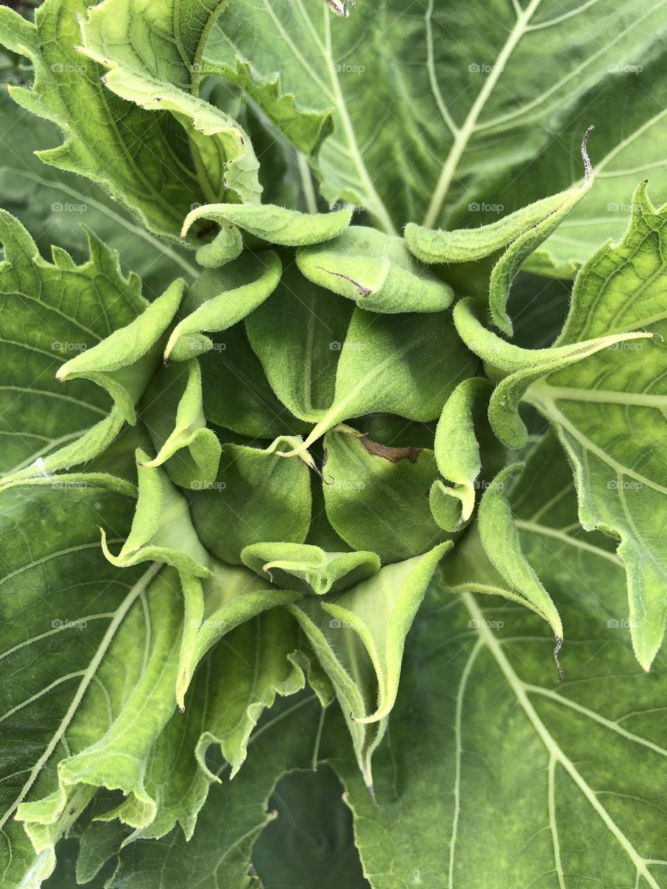 Sunflower closeup 