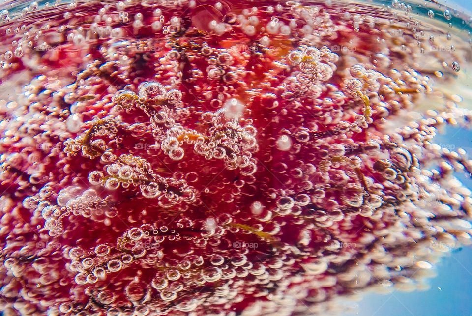 Abstract view of rambutan in water