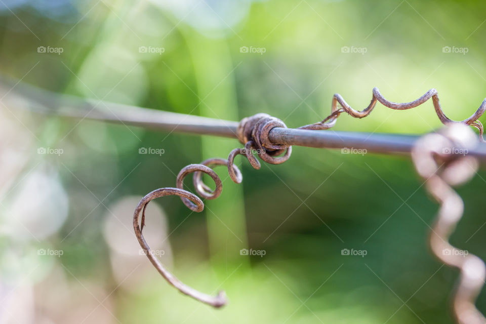 dead vine broken off on wire