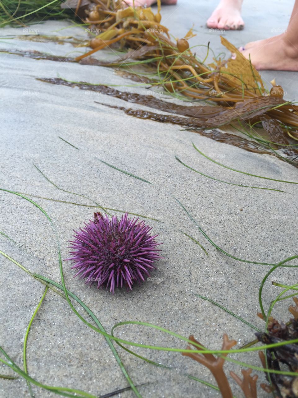 Purple sea anemone on sandy beach with kelp and seaweed.