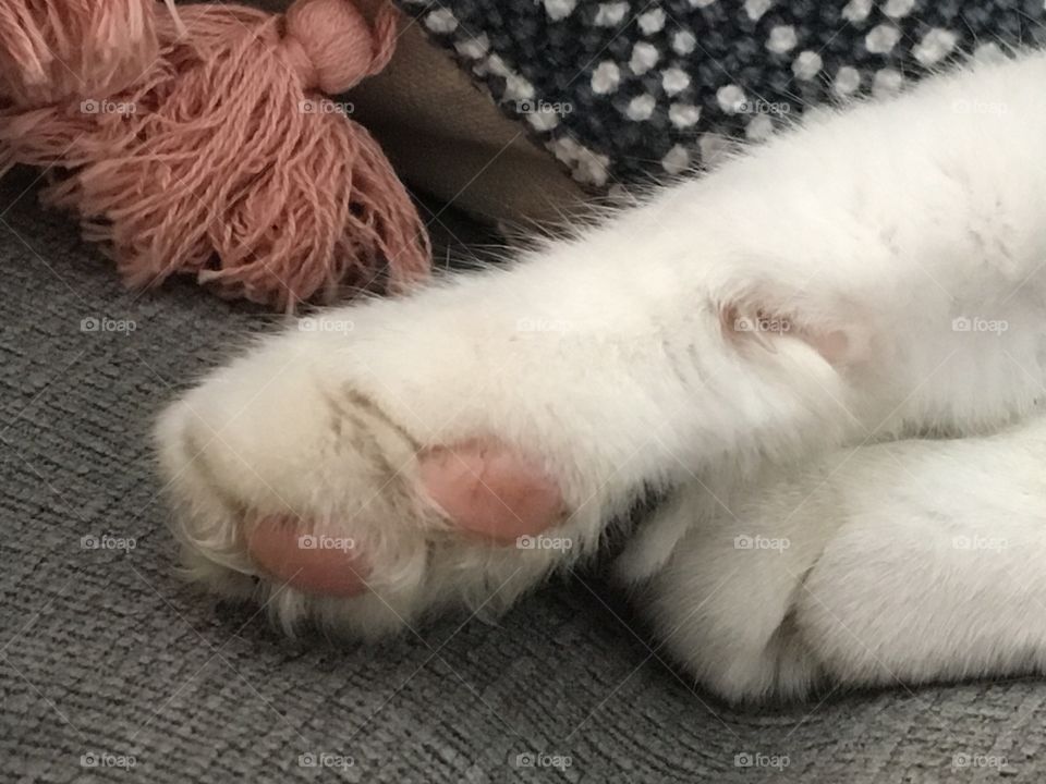 Pink paws 