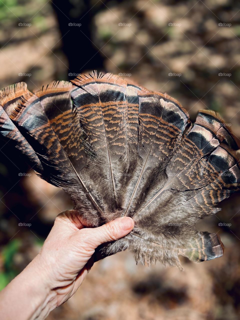 Human hand holding a fan of wild turkey feathers found in the forest. The iridescence and barred pattern helps the young turkey hide from predators.