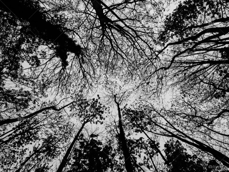 Tree branches black and white