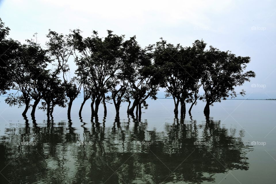 Tanguar haor wetland bangladesh