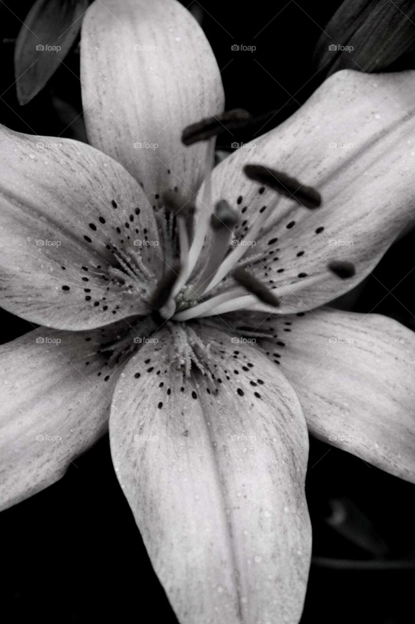 Black and white textured Lilly