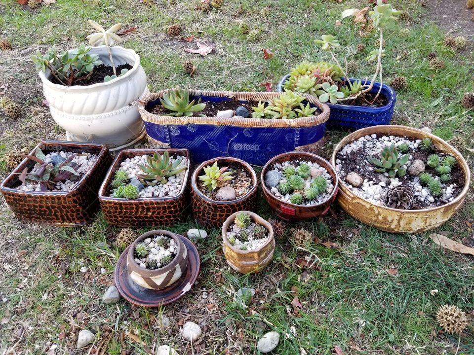 Succulents on pots