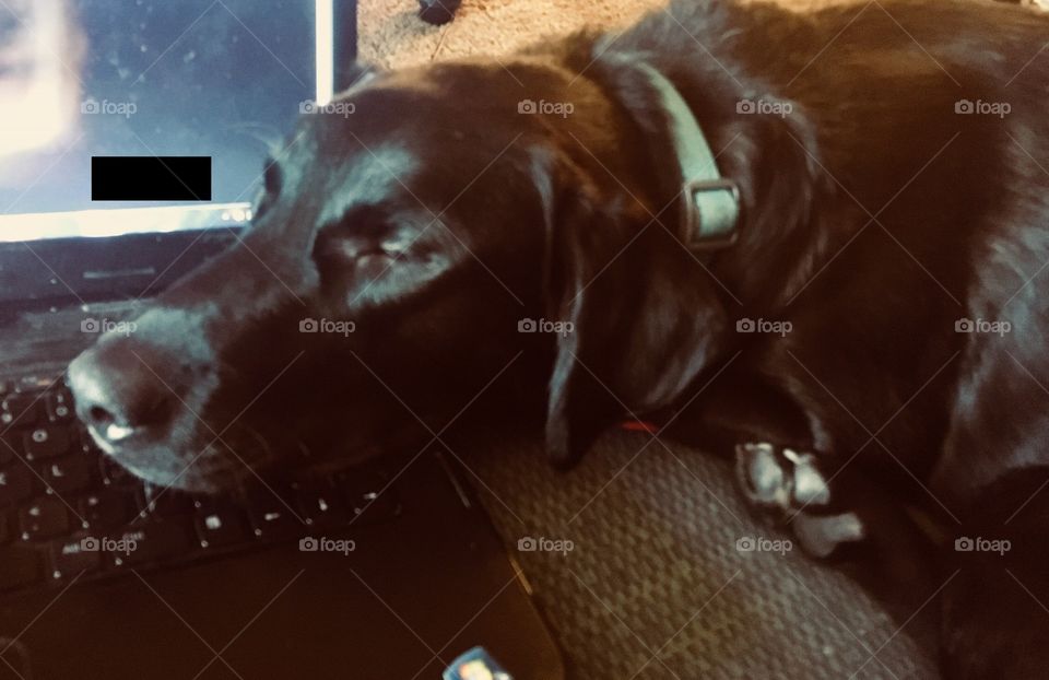 Sometimes you just need to take a break from work and pet the doggy. This dog doesn’t mind reminding his owner about it.