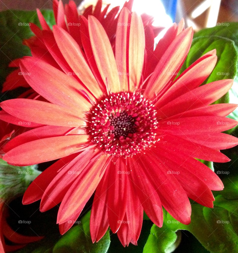 Red. Daisys for Mother's Day 
