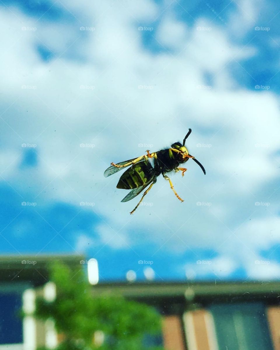 How much for that bee in the window?