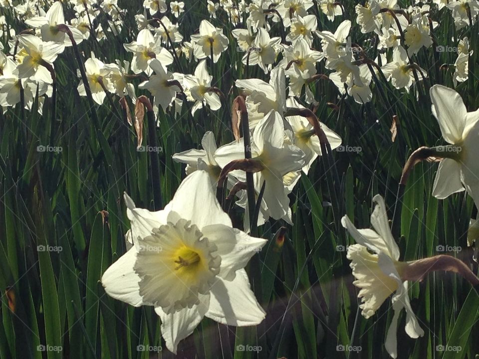 Close up yellow daffodils flowers many spring