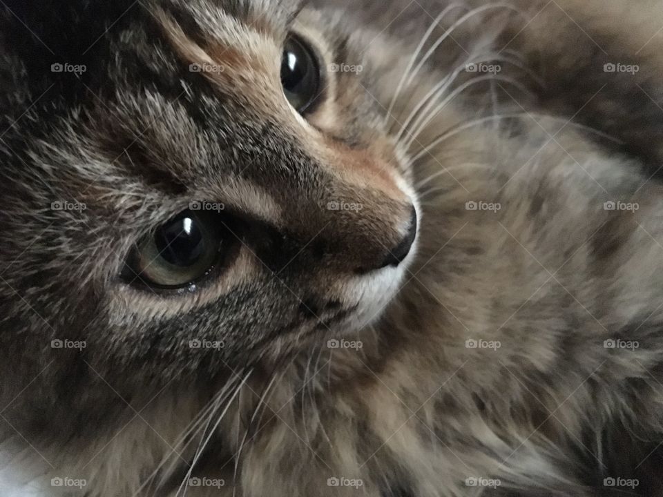 Closeup kitty