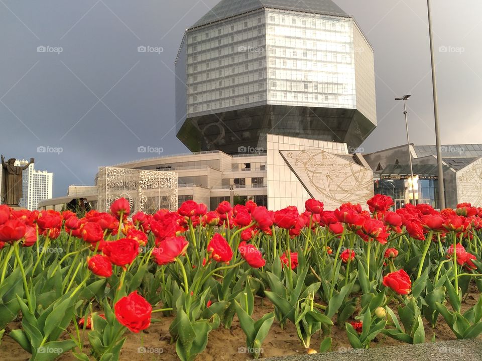 flowers and building