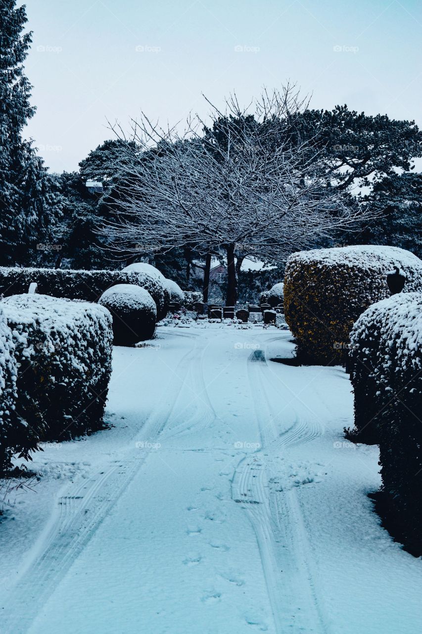 Winter road, bushes, trees