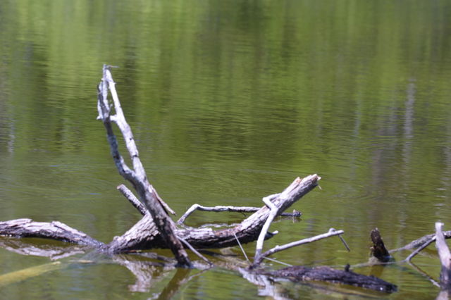 Beauty in nature