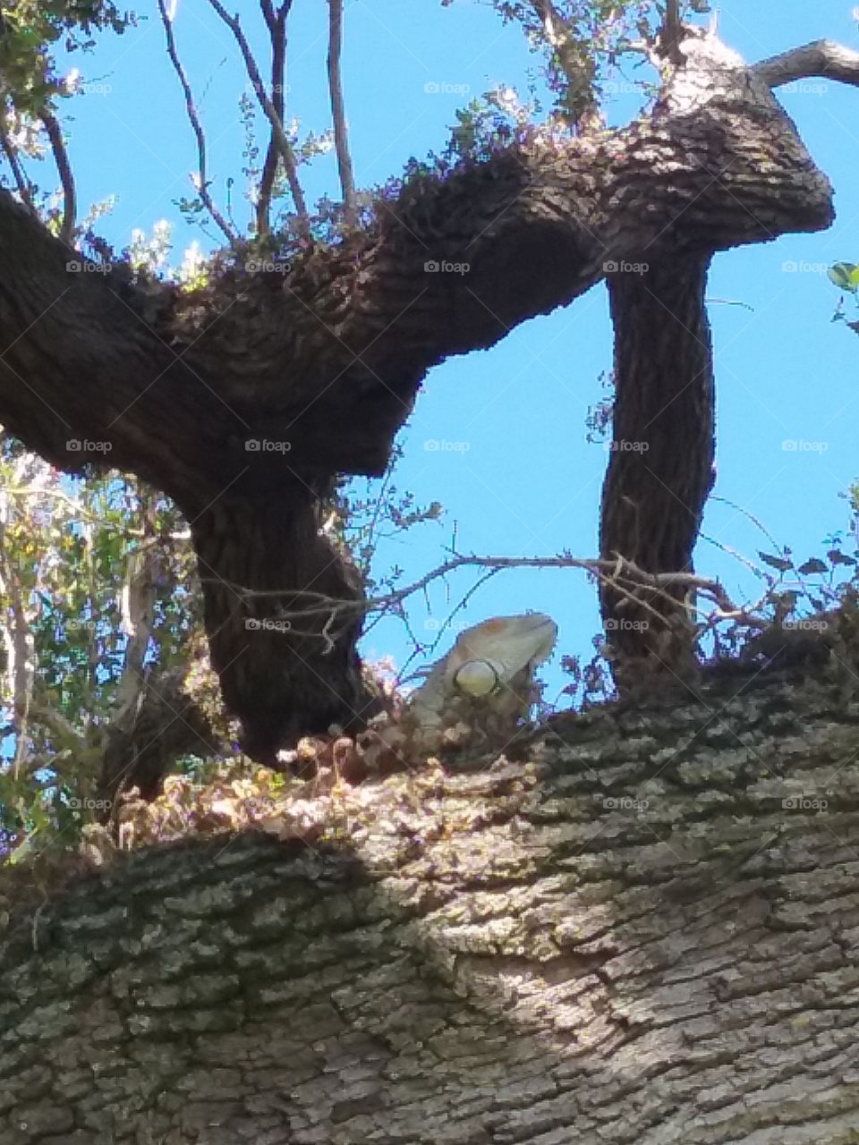 Iguana on a tree branch