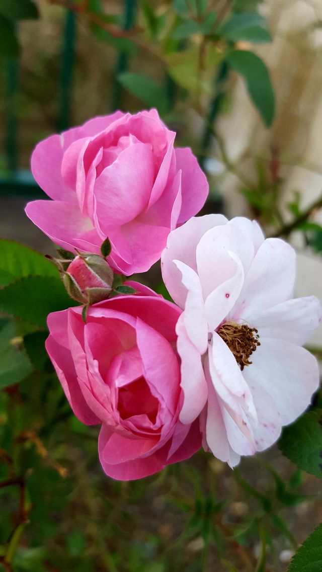 Pink and white