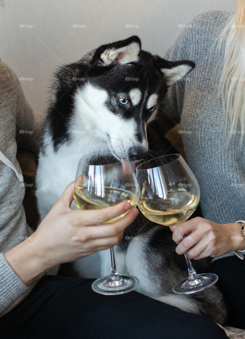Dog drinks wine