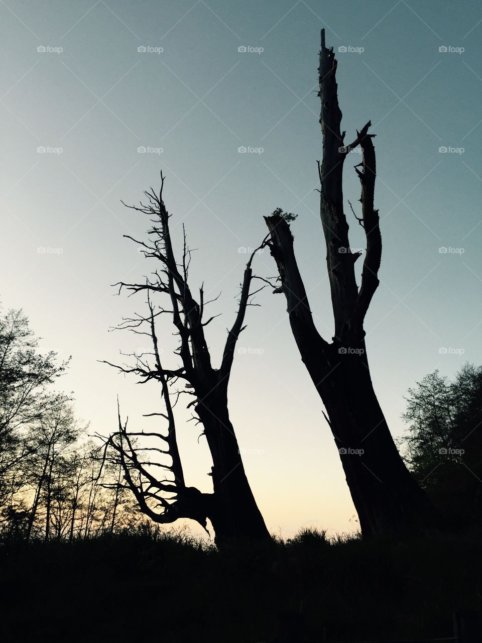 Lover's tree. Husband and wife tree