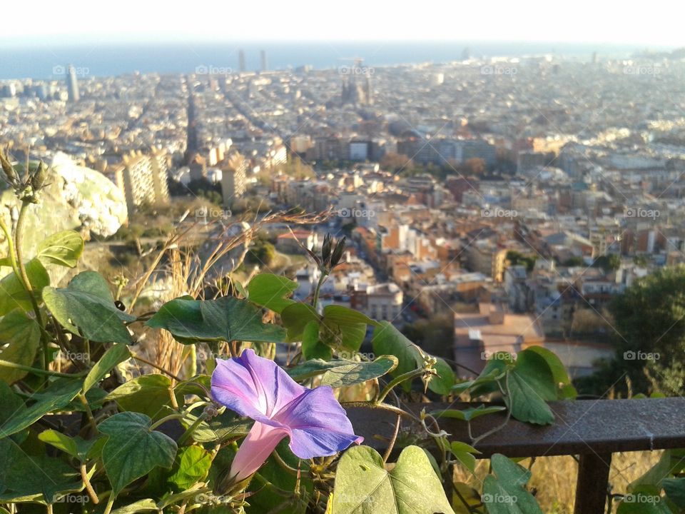 a flower in the city