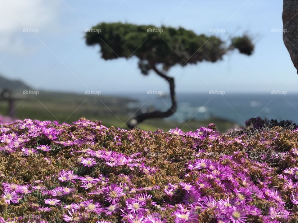 A shifted focus to the little things in life, like the delicate purple flowers scattered around the base of a coastal bonsai tree. 
