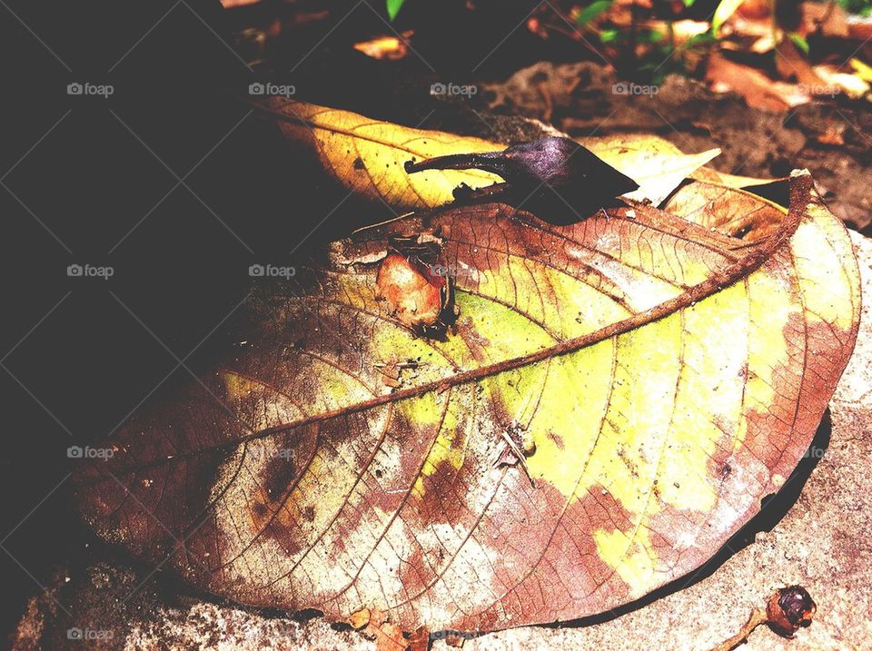 Dried leaf