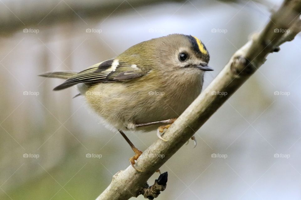 Goldcrest 