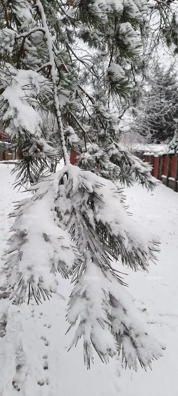 Winter beauty