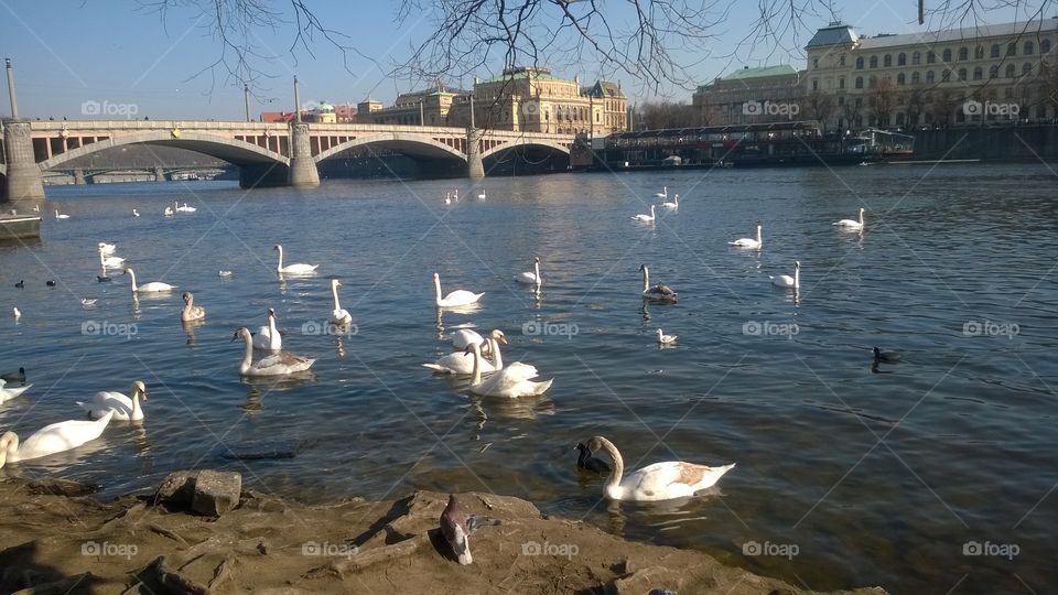 Swons swiming in Prague