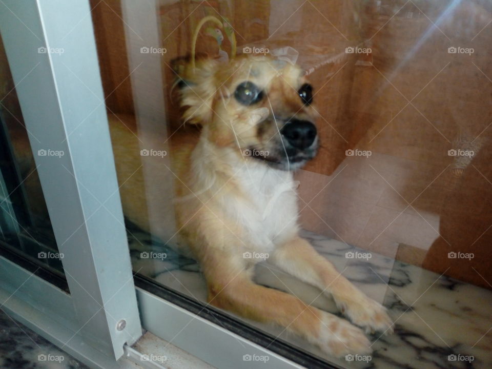 my dog at the window
