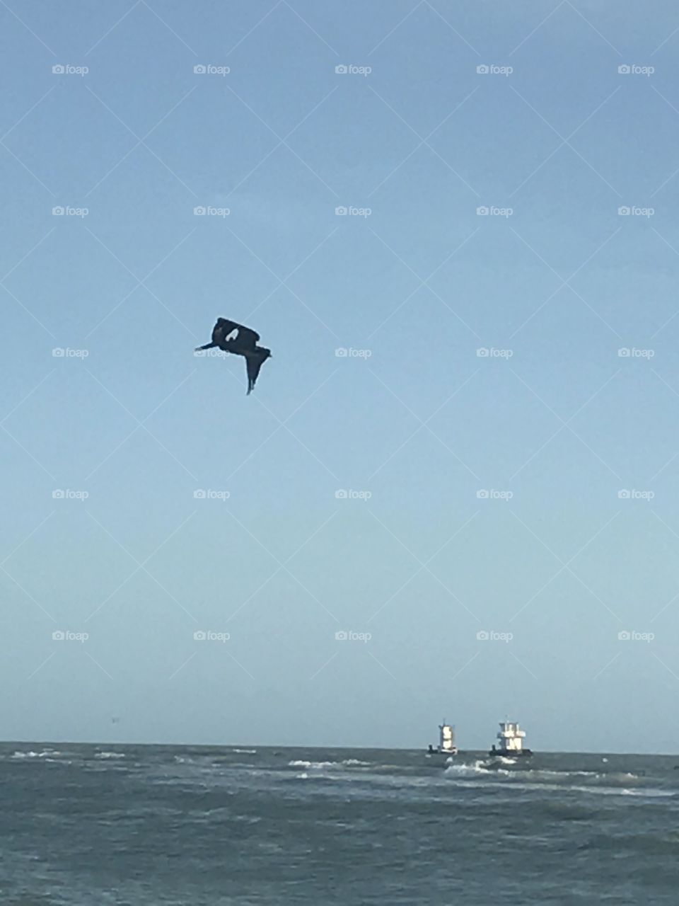 Pelican in flight 