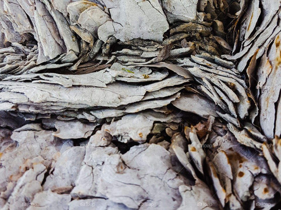 Tree Bark II