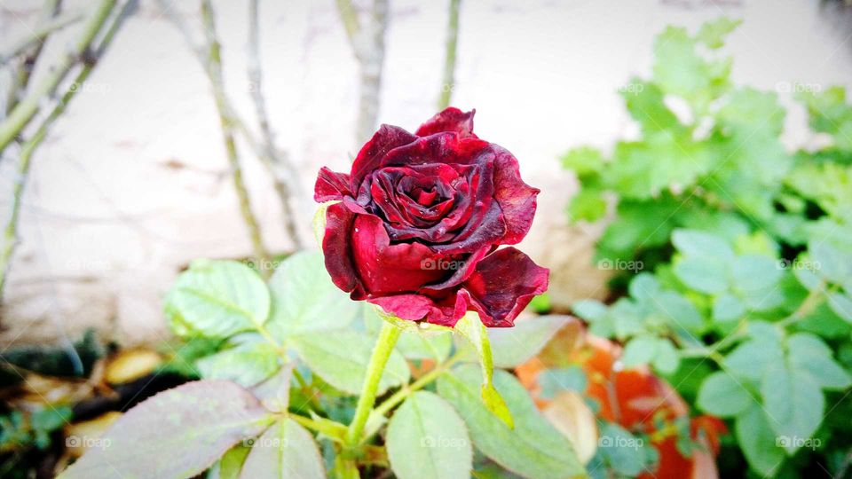Rose in the garden.